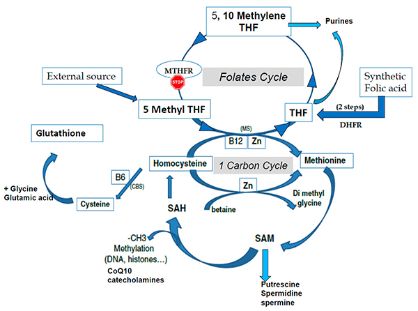 methylation pathway