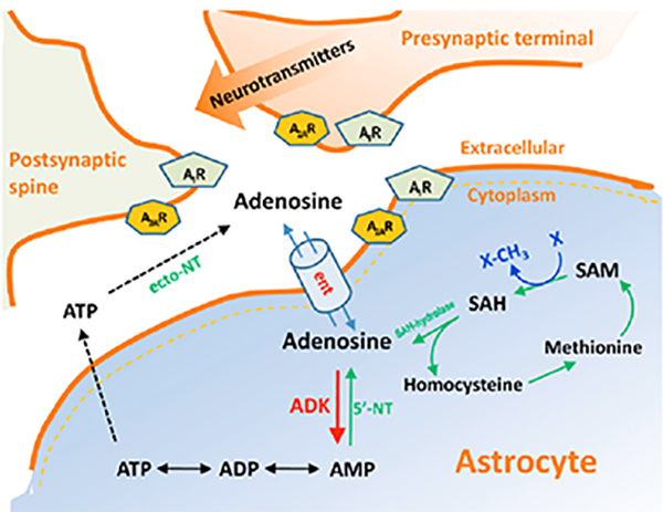 sah s-adenosylhomocysteine metabolism to adenosine