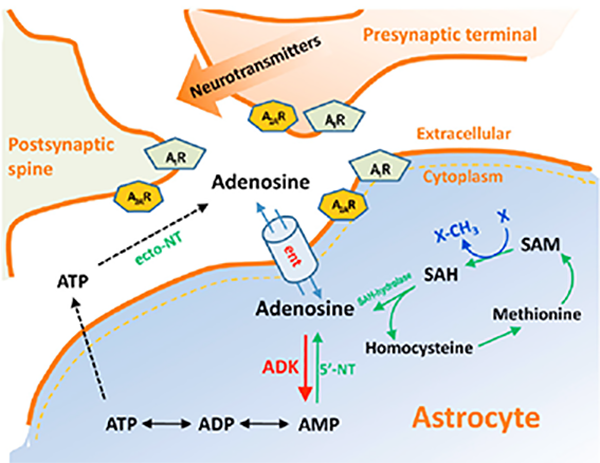 sah.adenosine.within.astrocyte sah s-adenosylhomocysteine metabolism to adenosine