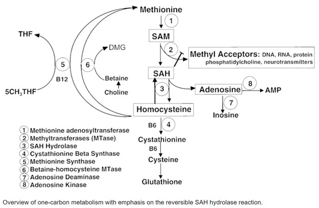 methylation pathway testing sam sah homocysteine