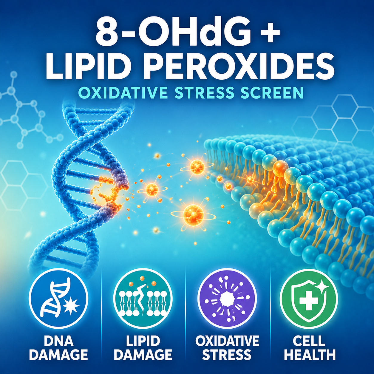 8-OHdG, Lipid Peroxides