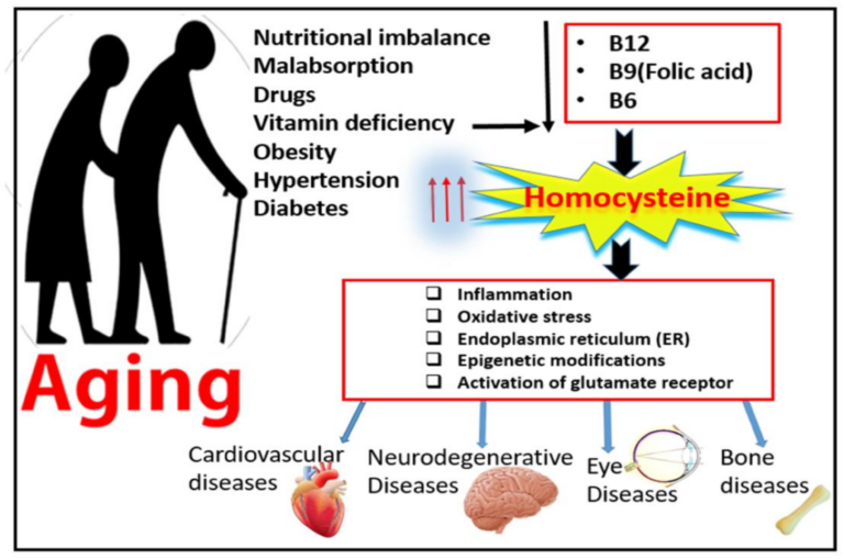 impact homocysteine cellular and metabolic pathways