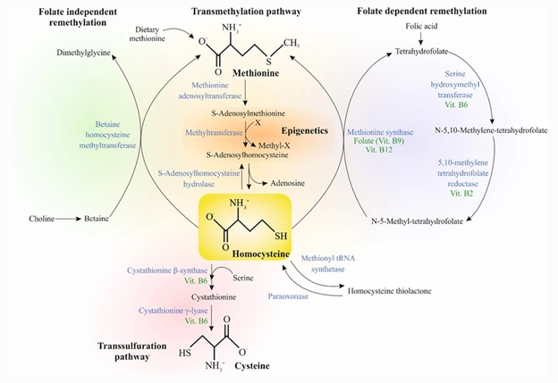 homocysteine cholesterol cardiovasular