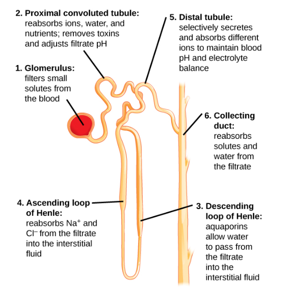 kidney detoxification sulfur methylation