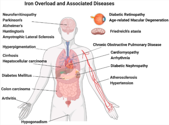 testing ferritin levels testing iron lab test online