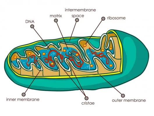 why do we have mitochondria