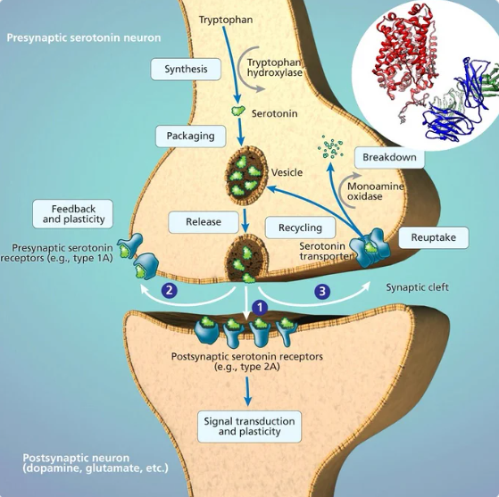 methylation same serotonin transport protein