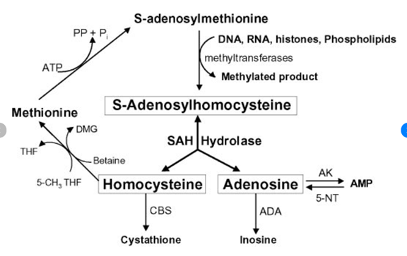 sah methylation pathway inhibition atp energy adenosine