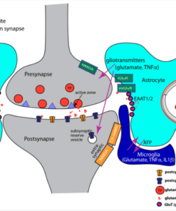 OCD and NMDA Receptors Glutamates MSG