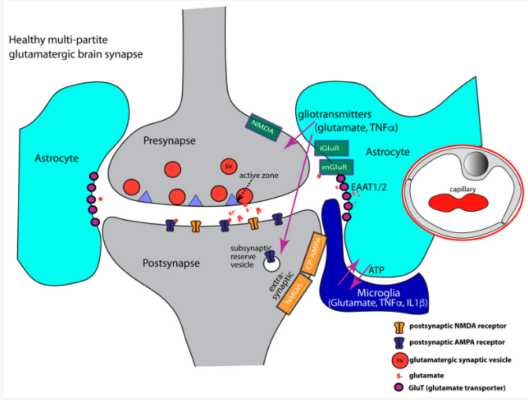 OCD and NMDA Receptors Glutamates MSG