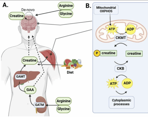 undermethylation and creatine methylation pathway