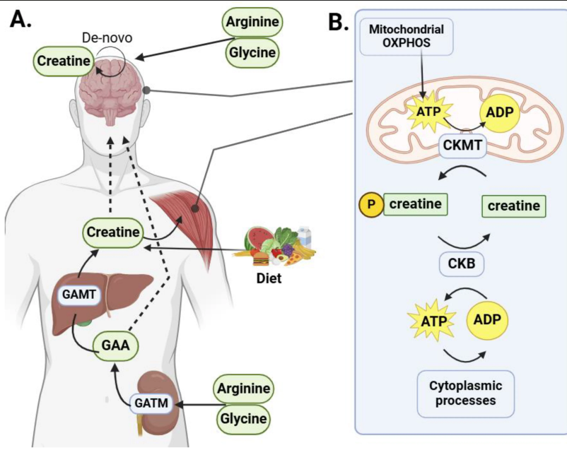 undermethylation and creatine methylation pathway