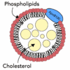 cholesterol test online APOB