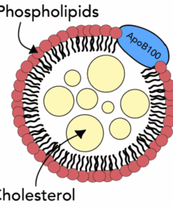cholesterol test online APOB