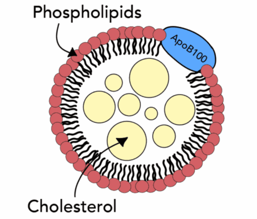 cholesterol test online APOB