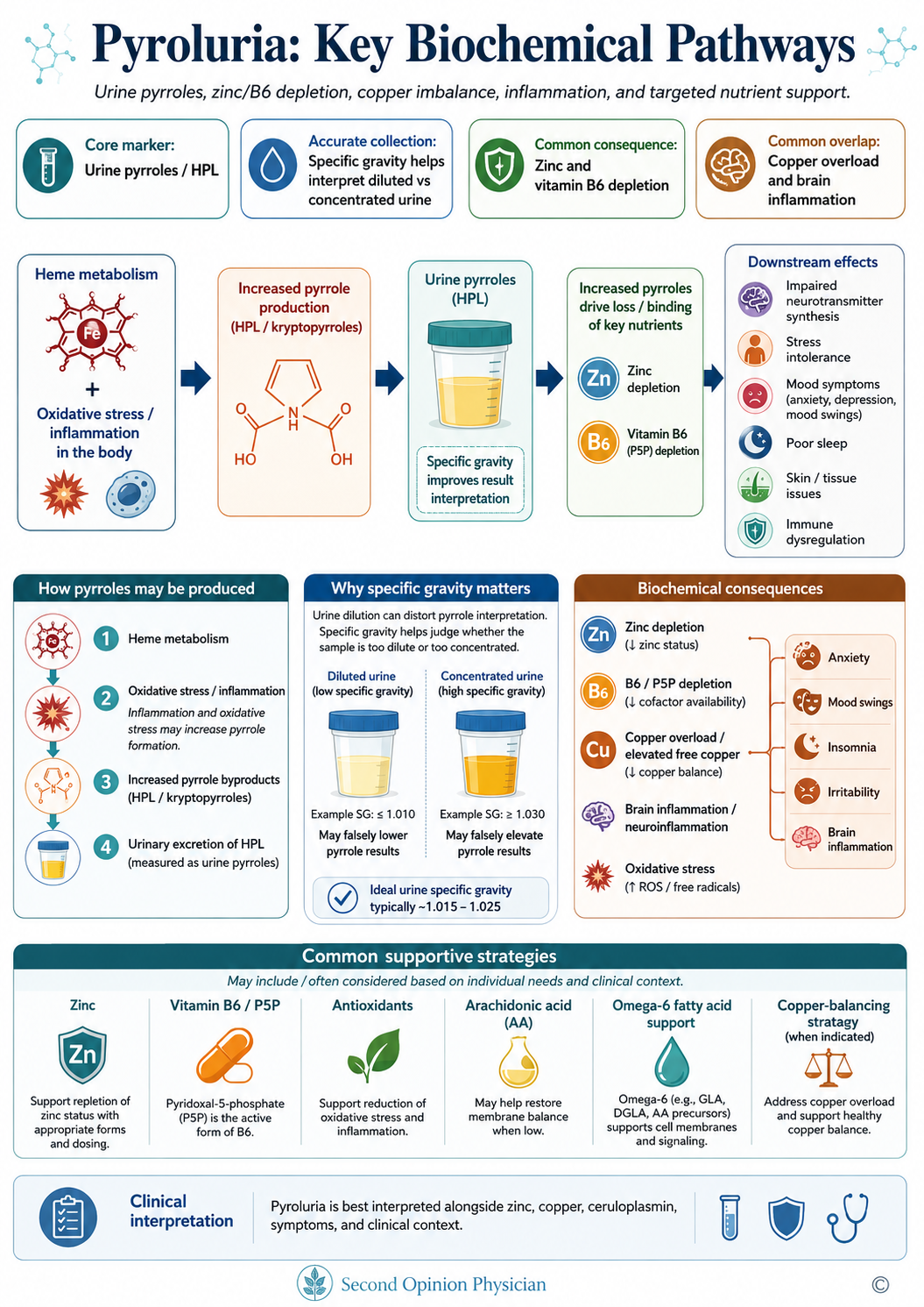 Pyroluria infographic showing urine pyrroles HPL, specific gravity, heme metabolism, inflammation, zinc and B6 depletion, copper overload, brain inflammation, arachidonic acid, omega-6 support, and antioxidants.
