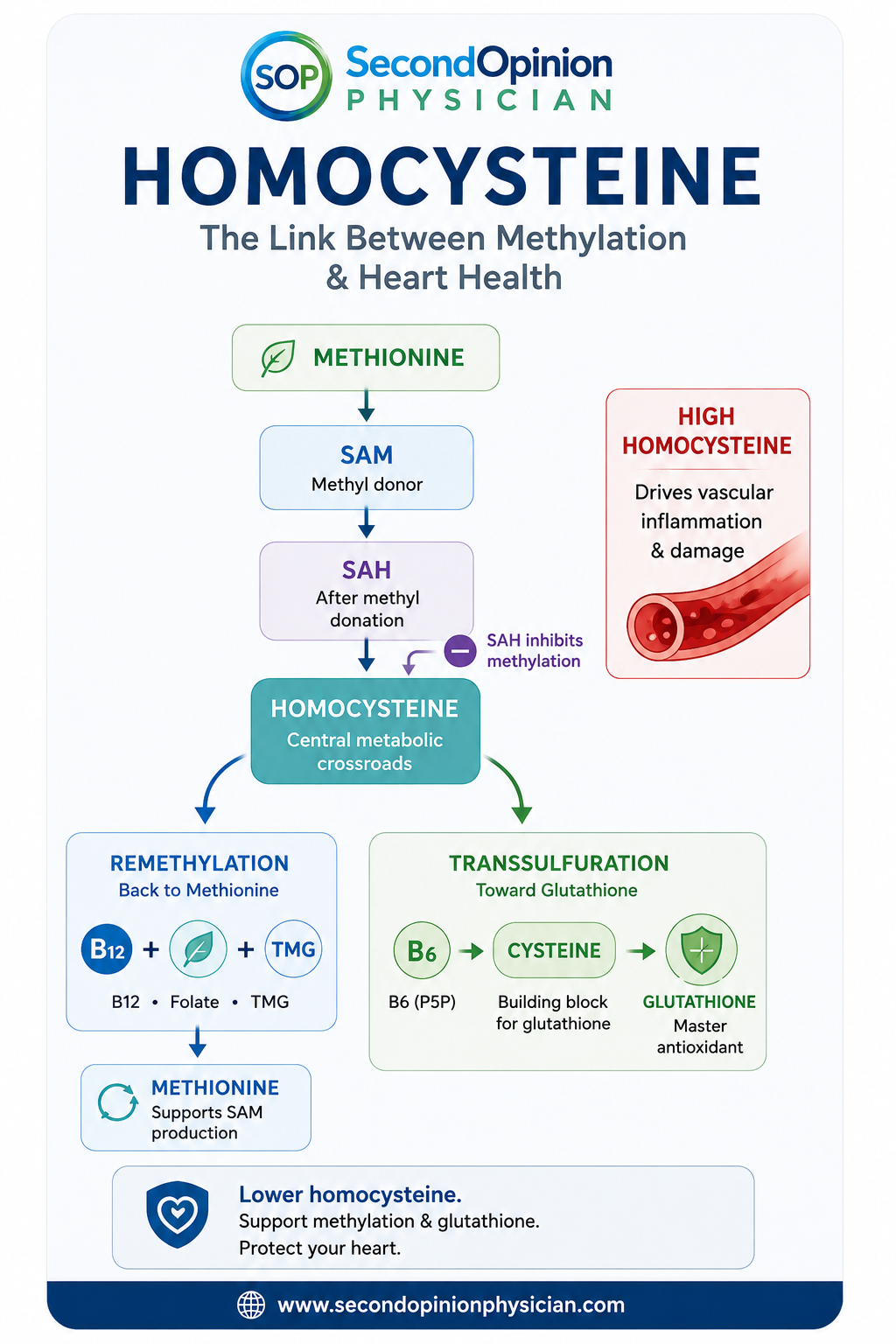Homocysteine blood test for methylation, MTHFR and cardiovascular risk