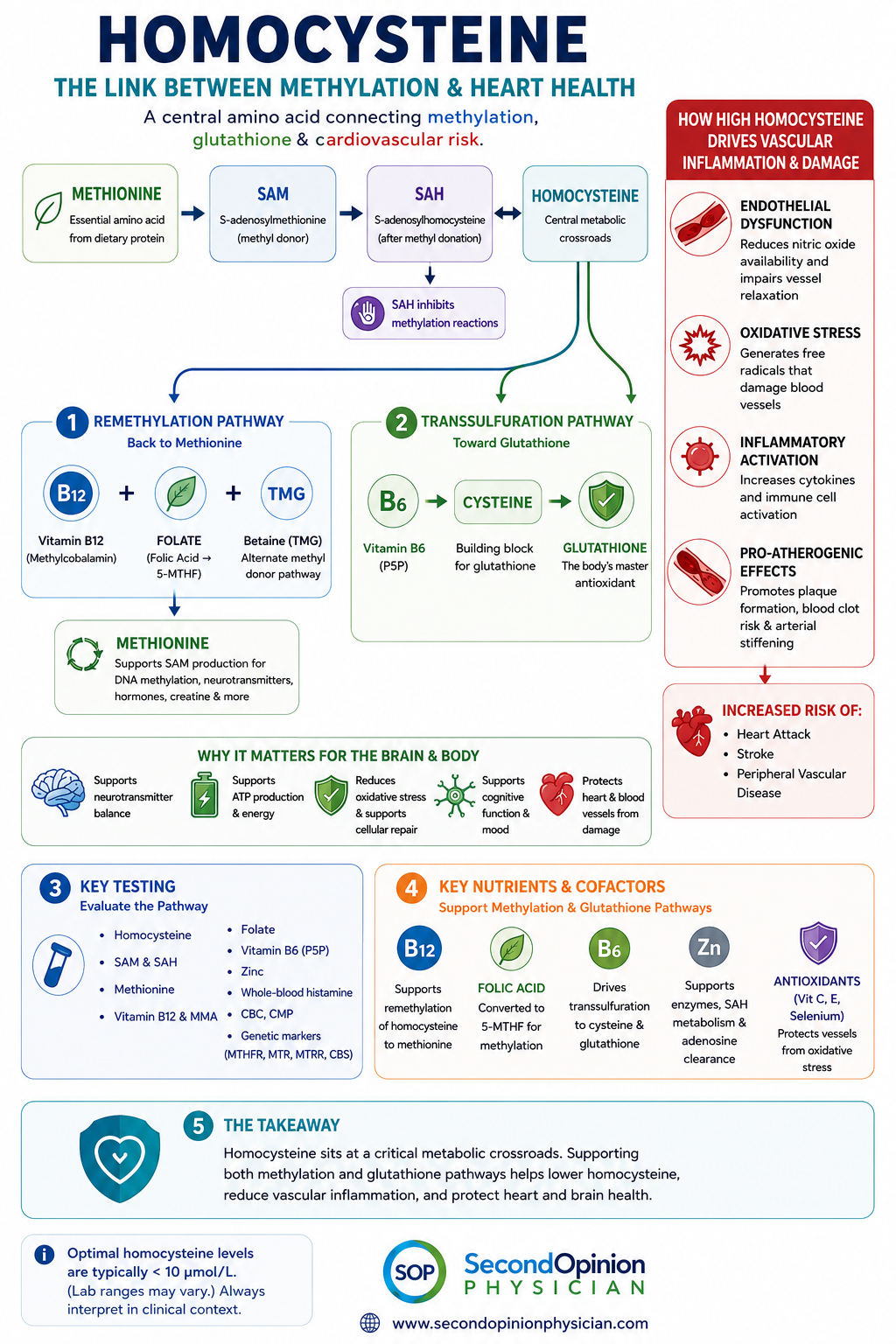Homocysteine methylation pathway infographic showing methionine, SAM, SAH, vitamin B12, folate, glutathione and cardiovascular inflammation