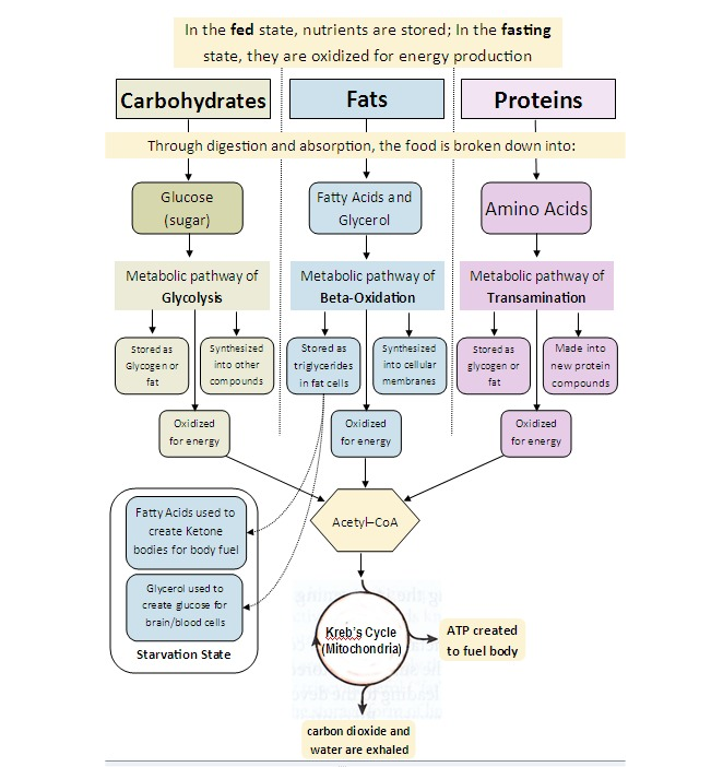 ketone therapy for ocd ketogenic pathway