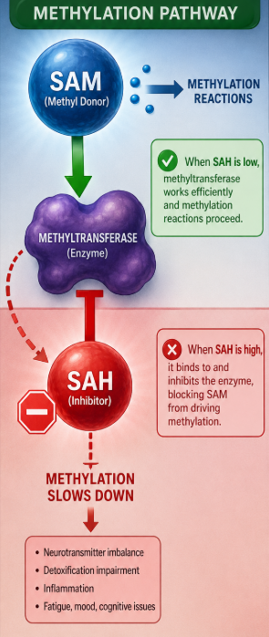 sah inhibits sam undermethylation