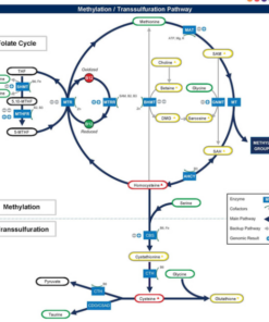 walsh methylation testing