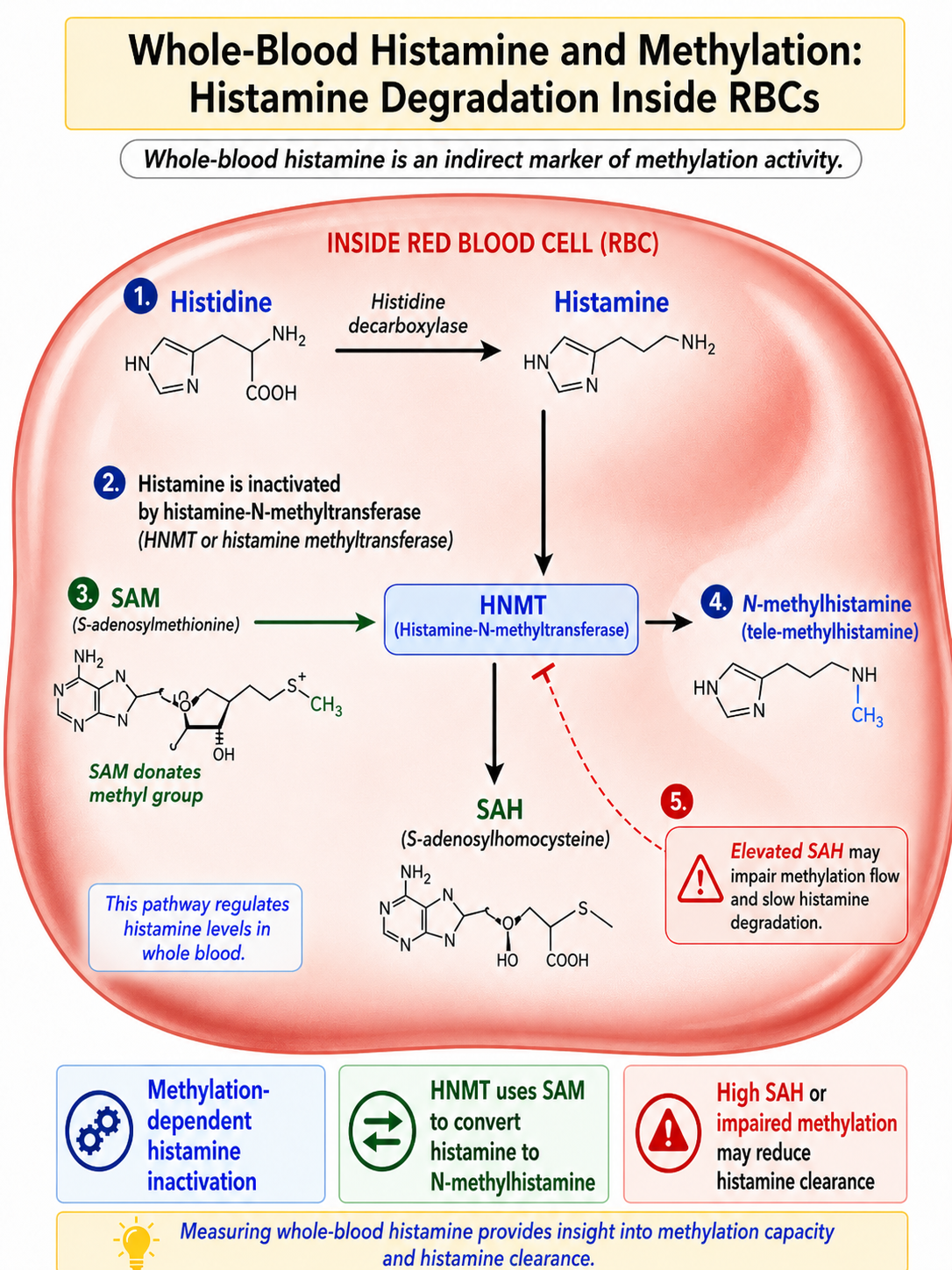 glutathione and histamine Toxins and Methylation