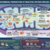lab test mitochondria oxidative stress