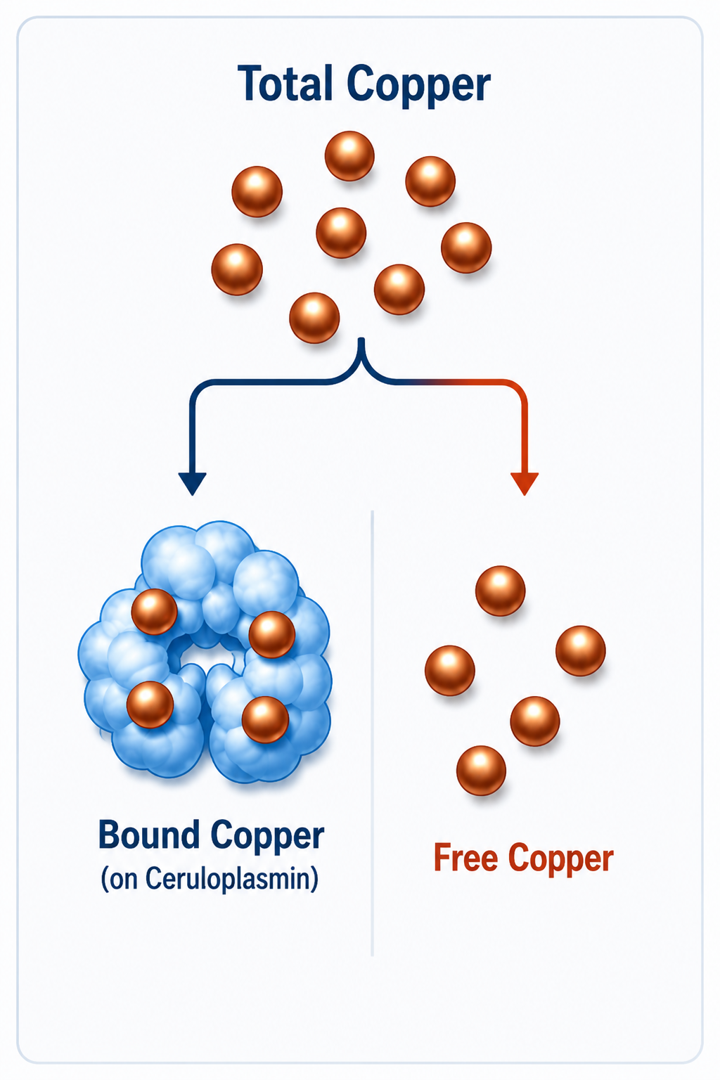 free copper unbound ceruloplasmin