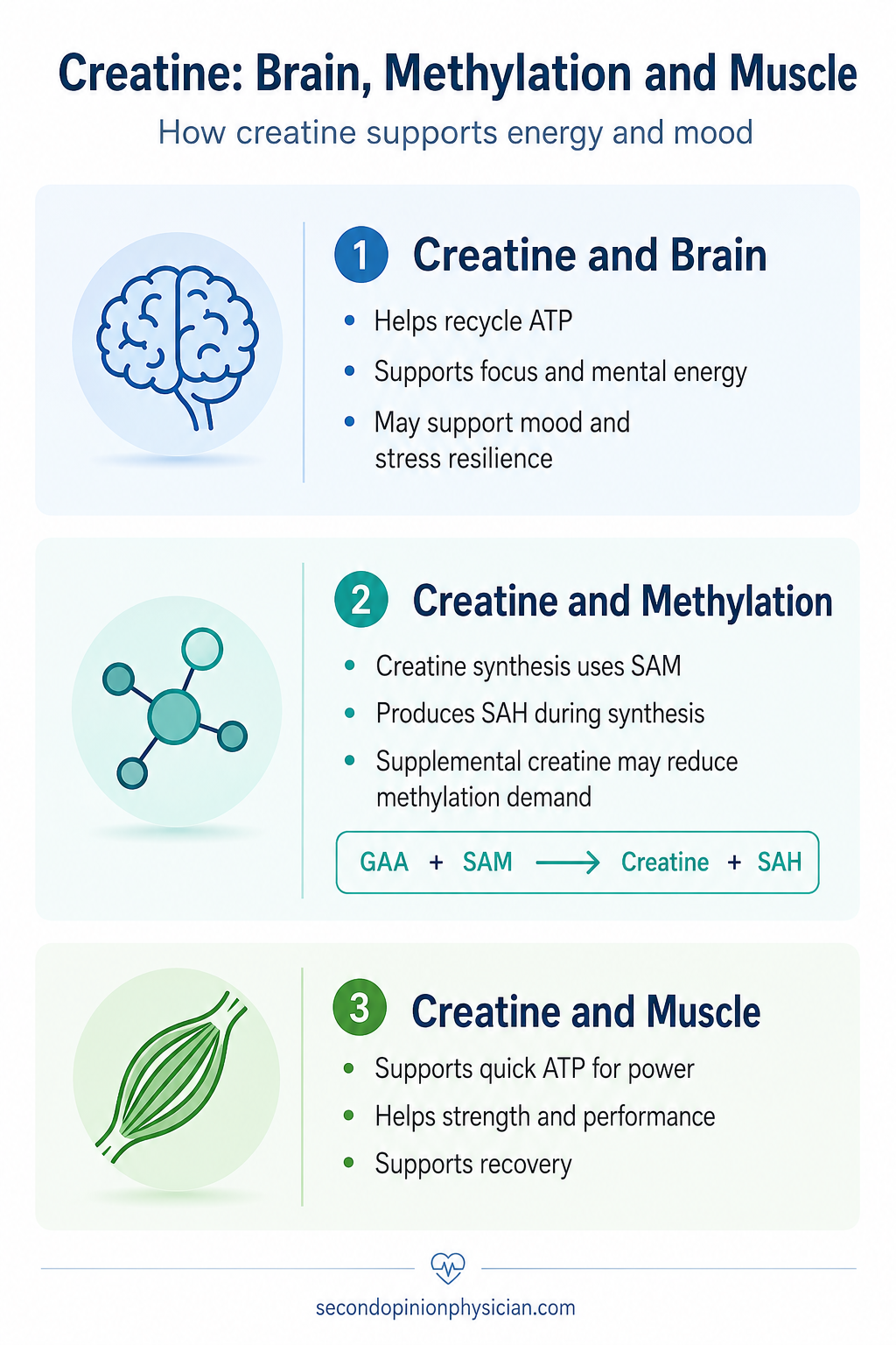 creatine supports methylation, brain energy, mood and muscles by conserving SAM, reducing creatine-synthesis demand and supporting ATP recycling