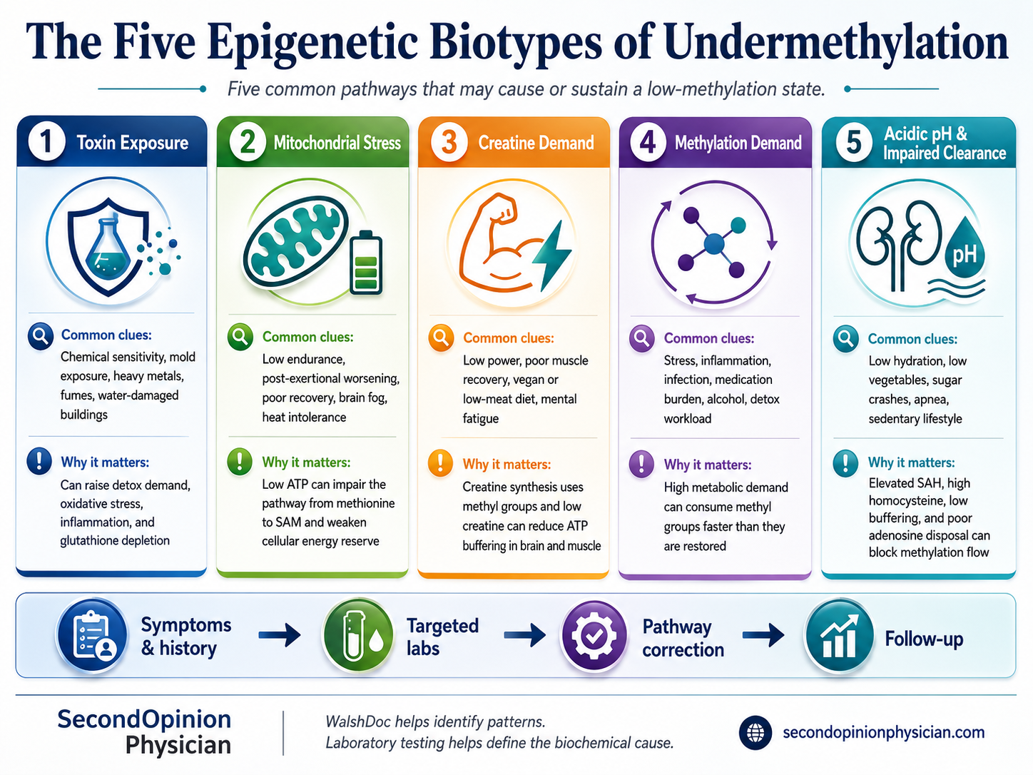 Five Epigenetic Biotypes of Undermethylation infographic showing toxin exposure, mitochondrial stress, creatine demand, methylation demand, and acidic pH with impaired clearance.