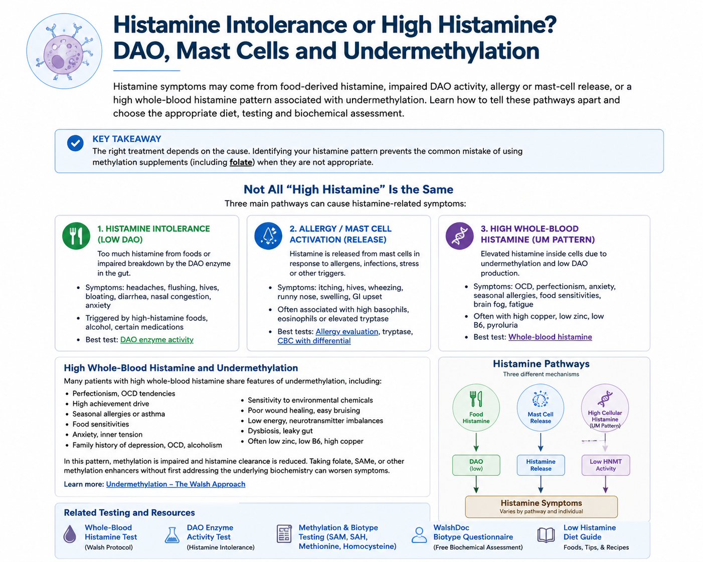 Histamine symptoms in allergies, digestion and the brain with DAO and HNMT breakdown pathways