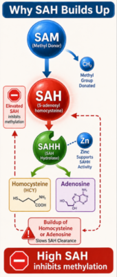 undermethylation high homocysteine elevated SAH inhibit methylation