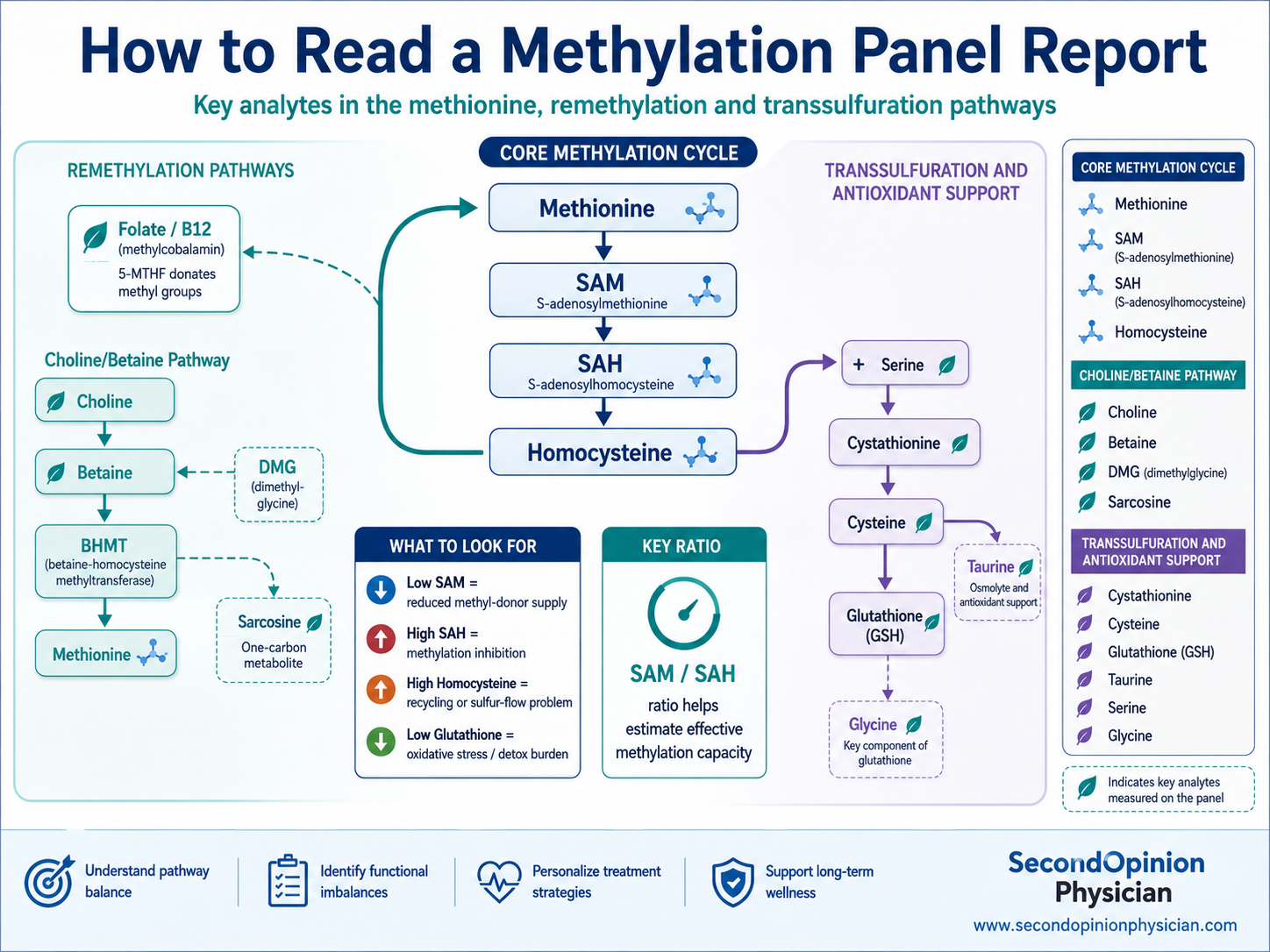 How to read a methylation panel report infographic showing methionine, SAM, SAH, homocysteine, remethylation, transsulfuration, glutathione, choline and betaine pathways.