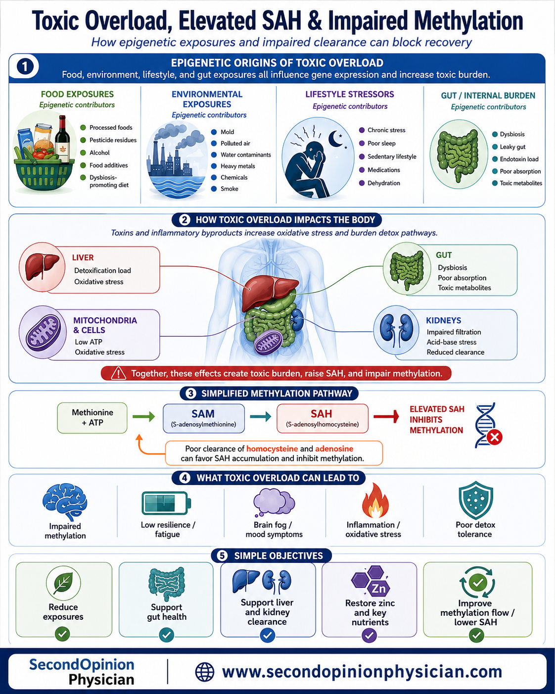 Toxic overload infographic showing epigenetic food, environmental, lifestyle and gut exposures; elevated SAH; impaired methylation; and stress on the liver, kidneys, gut and mitochondria.