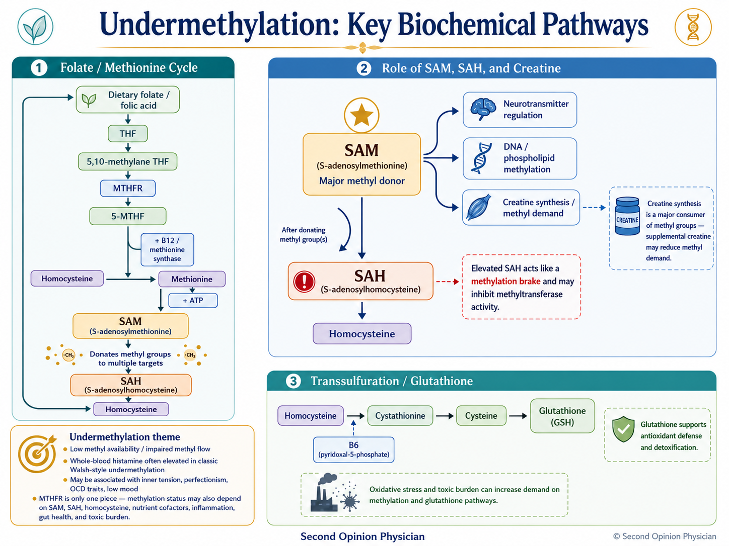 Undermethylation infographic showing methylation pathway, MTHFR, SAM, SAH, homocysteine, creatine methyl demand, and glutathione detoxification.