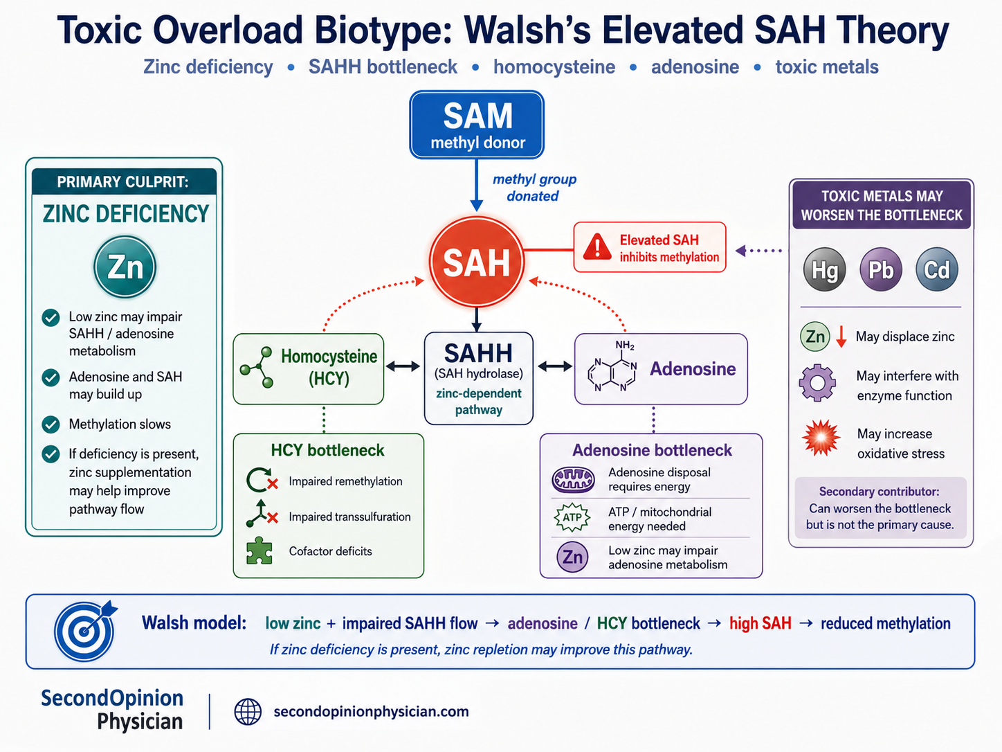 Dr. Walsh elevated SAH theory showing SAHH bottleneck, zinc deficiency, homocysteine, adenosine, toxic metals and impaired methylation.