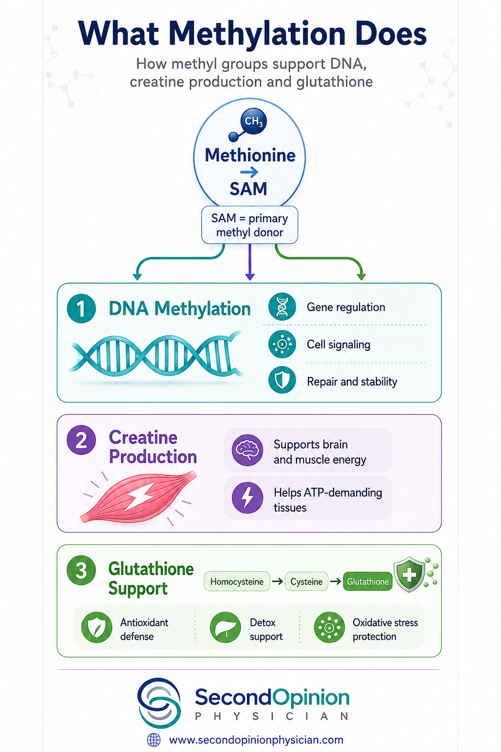 how to read methylation panel report what is methylation