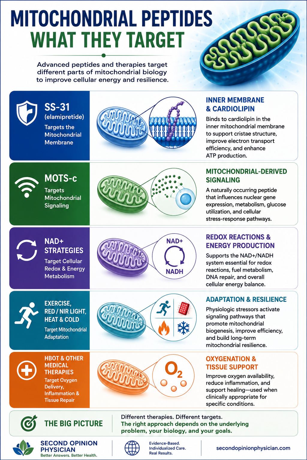 Mitochondrial Peptides: SS-31, MOTS-c, NAD+ Advanced Therapies