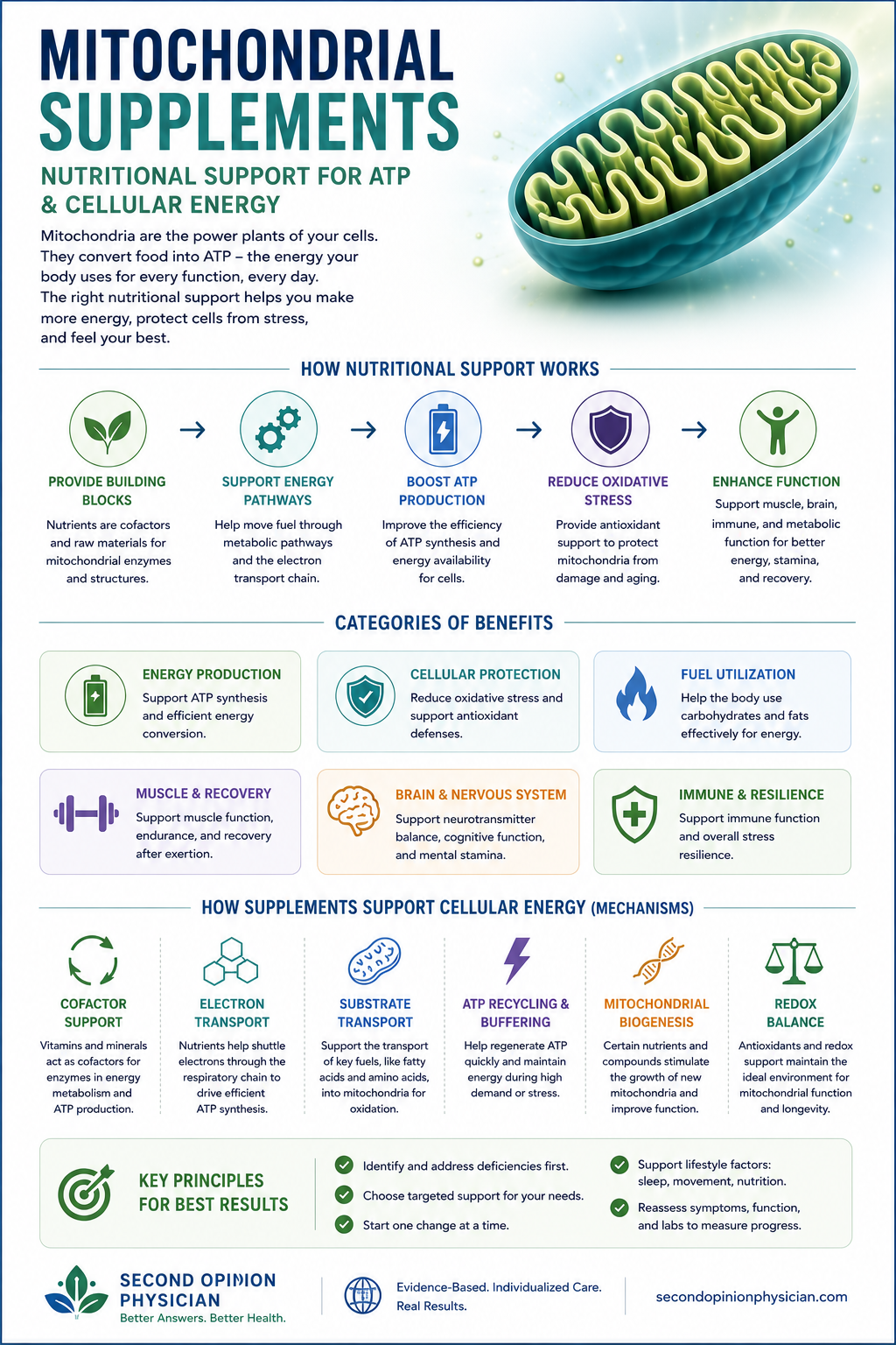 supplements for mitochondria how supplements benefit mitochondria