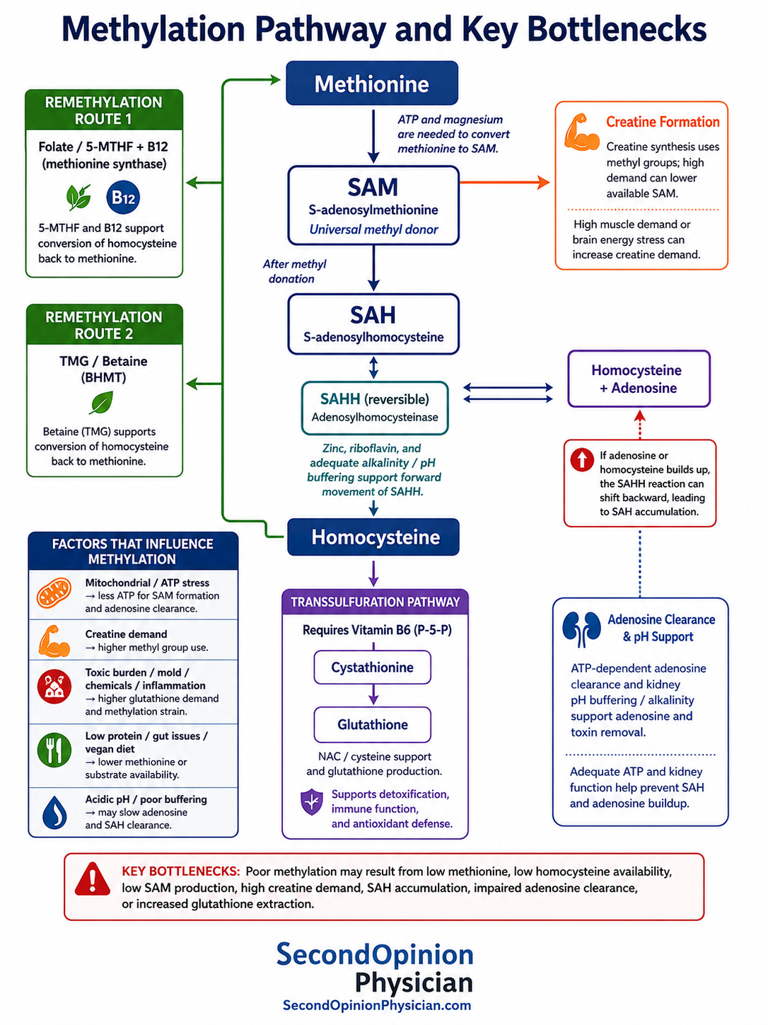 Methylation pathway infographic showing homocysteine remethylation to methionine through folate B12 and TMG pathways, ATP-dependent SAM formation, SAH, reversible SAH hydrolase, adenosine clearance, creatine demand, glutathione transsulfuration and methylation bottlenecks