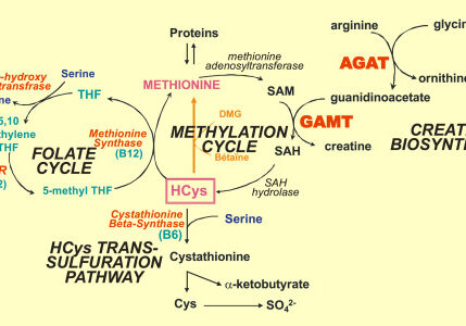 treat undermethylation with creatine supplementation improves methylation