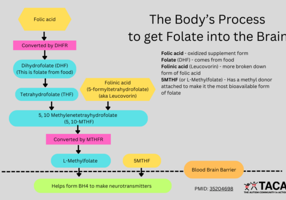 low.brain.folate.folic.acid.autism.low.brain.folate
