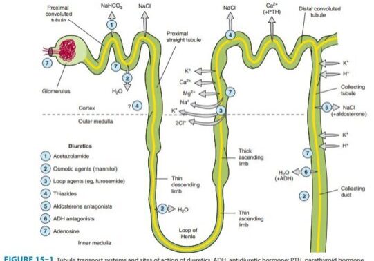 kidney detoxification to improve methylation