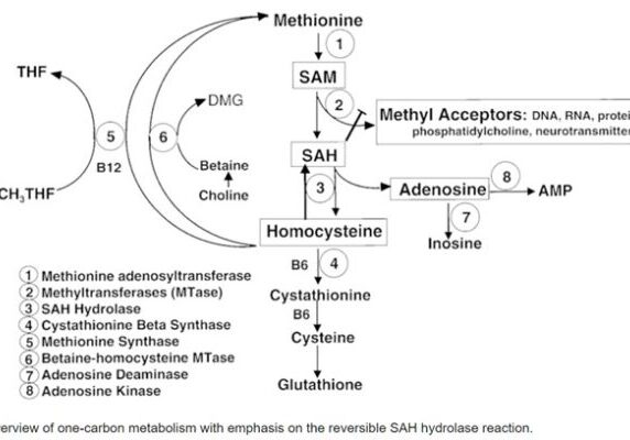 homocysteine and the methylation pathway