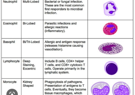 high basophils and depression methylation basophils function